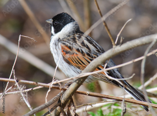 Male Reed Bunting Emberiza schoeniclus sitting in a bush