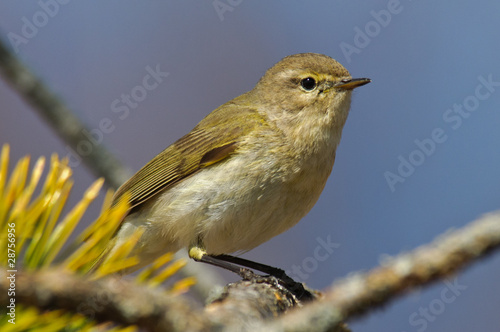 Chiffchaff Phylloscopus collybita