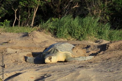 Tortue olivâtre photo