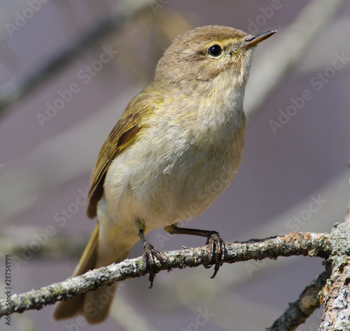 Chiffchaff Phylloscopus collybita