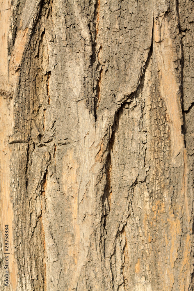 Obraz premium pagoda tree bark