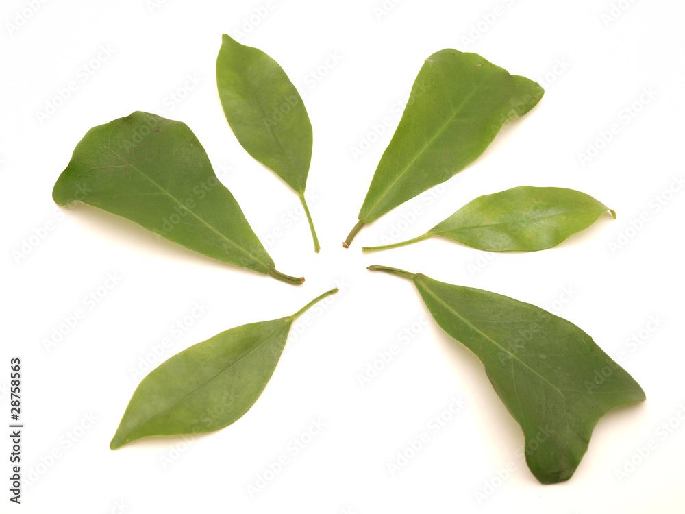 Fototapeta premium Leaves