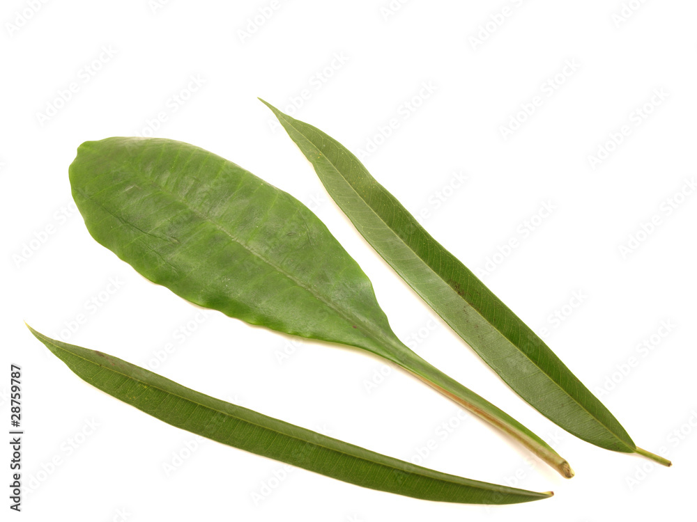 Leaves Leaves