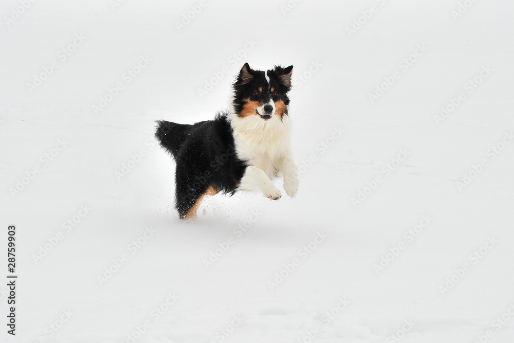 Australian Shepherd im Schnee