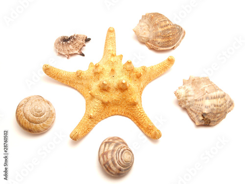Bowls of mollusks and a starfish