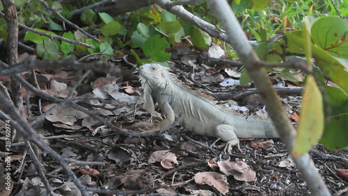 Iguana Head Dance