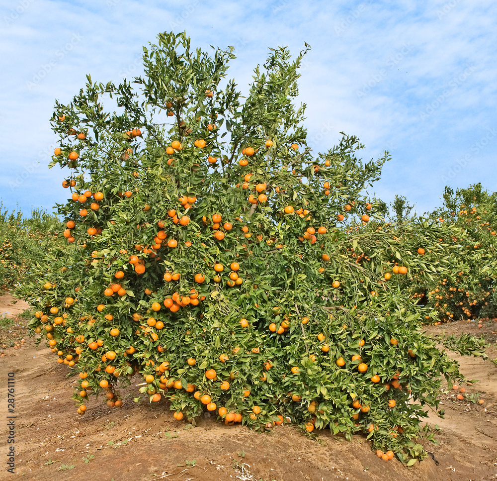 Ripe tangerines on tree
