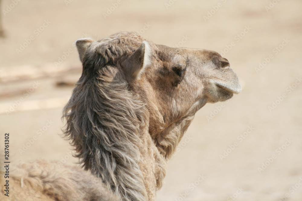 Camel - obrazy, fototapety, plakaty 