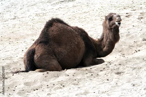 Obraz Camel