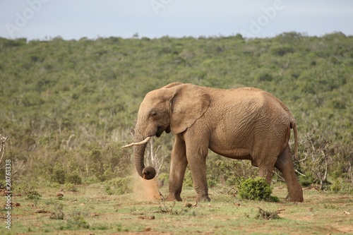 African Elephant