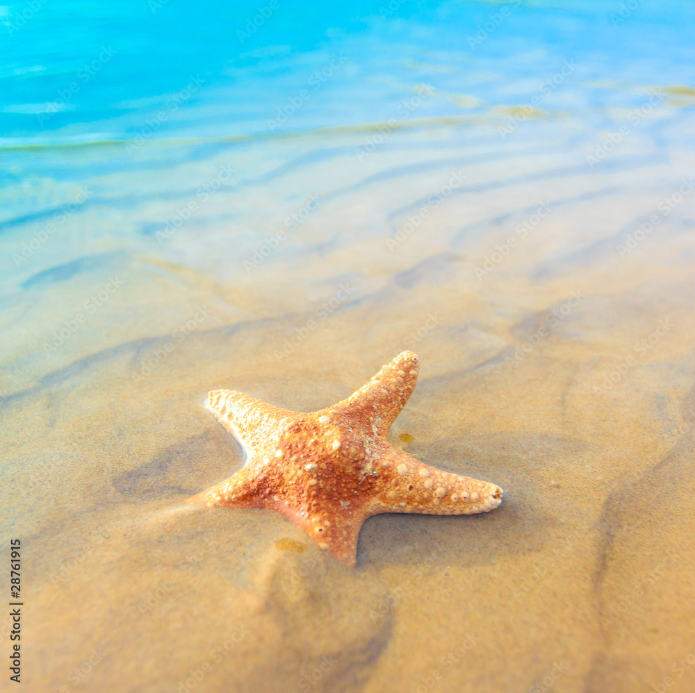 Shell Fish Sea Shell Fish Sea