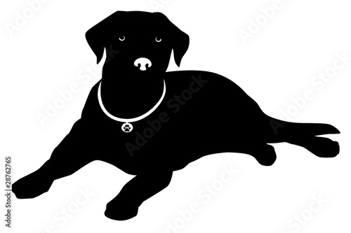 Labrador