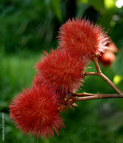 Fruits du roucou ( bixa orellana) photo