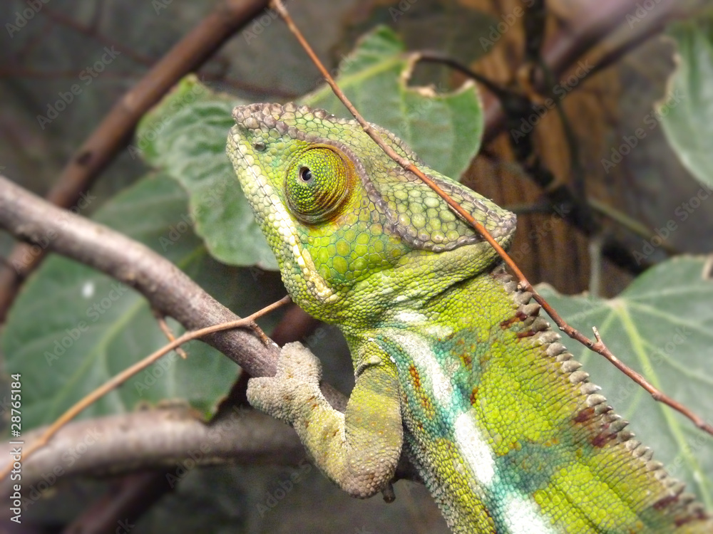 Obraz premium Chamäleons