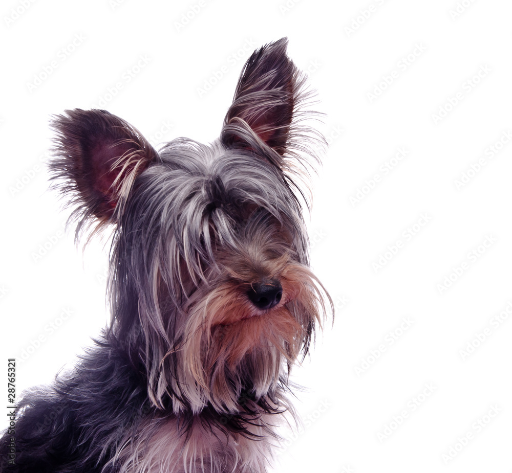 yorkshire terrier