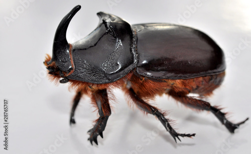 nasicornis insecte photo