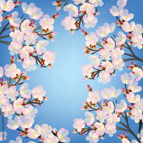 Delicate cherry flowers on branch blooming in spring time