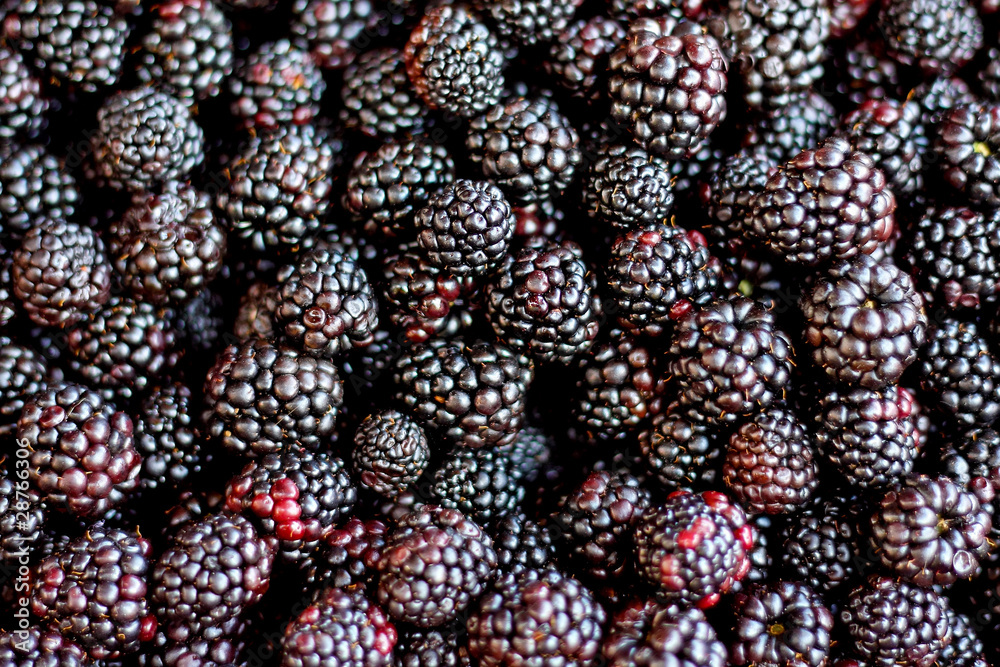 Blackberry Blackberry