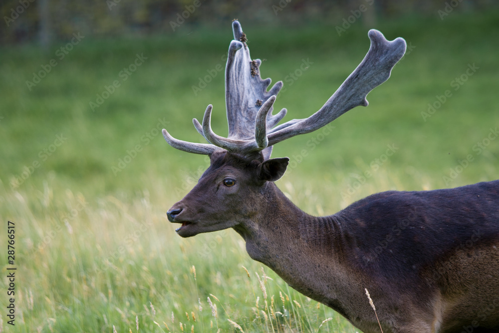 Deer with Antlers