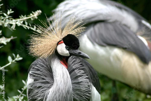 Obraz Crown crane