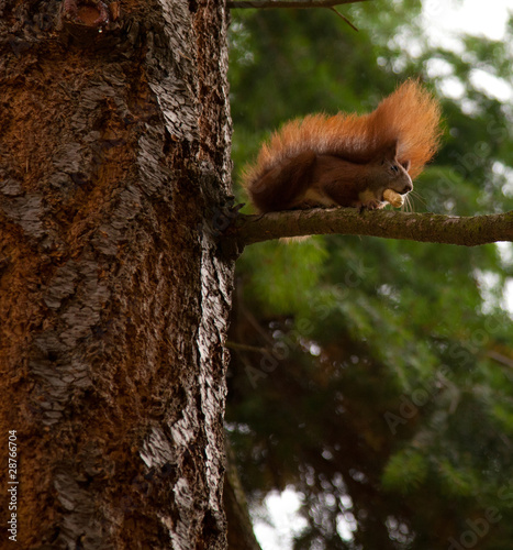 Red Squirrel Eating a Nut up a Tree © www.JJphotos.co.uk