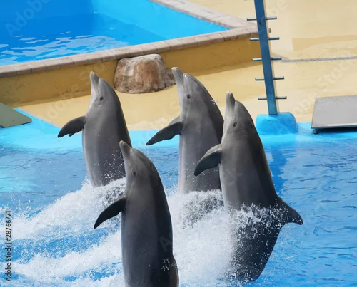 Obraz juming dolphins