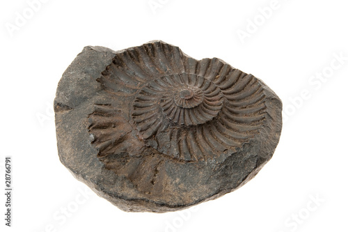 Ammonite Fossil Isolated on White Background