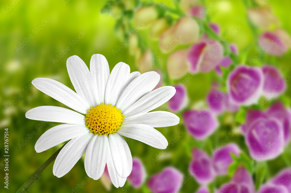 Fototapeta premium Blumen 182