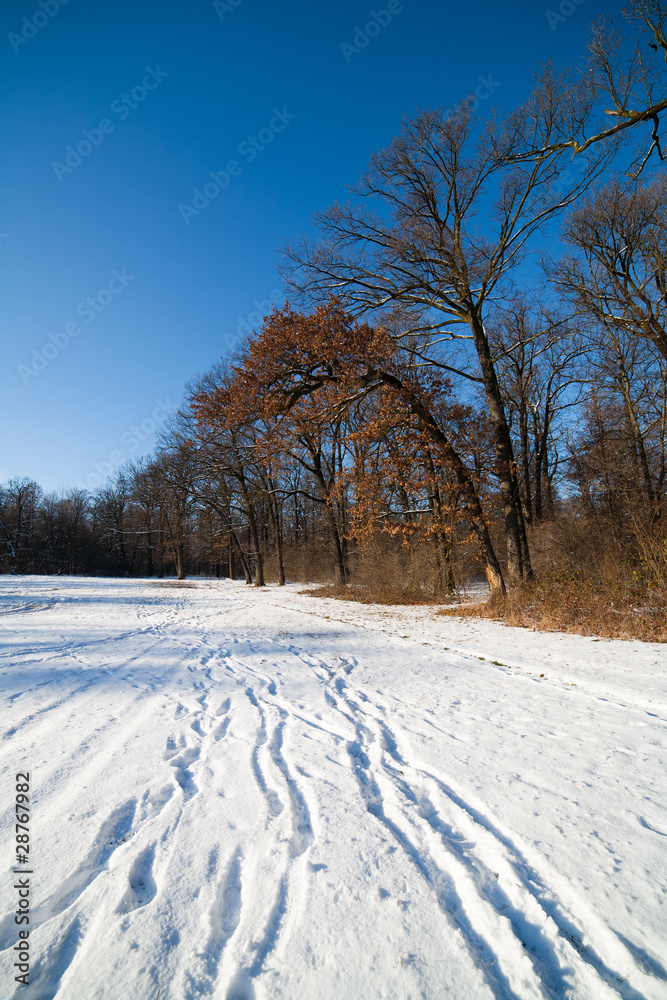 Obraz premium Winter forest landscape