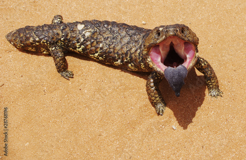 Shingleback Lizard photo