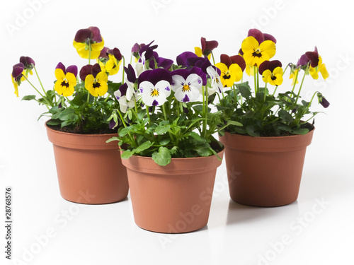 Wallpaper Mural Wildes Stiefmütterchen Torontodigital.ca