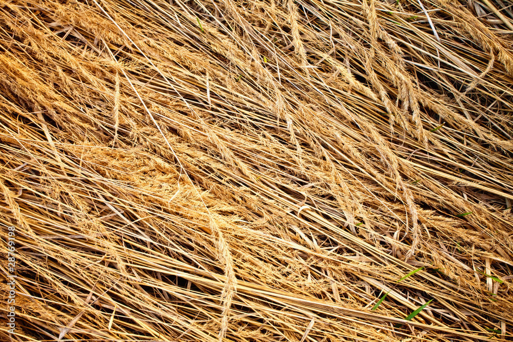 Grunge texture of dry grass Grunge texture of dry grass