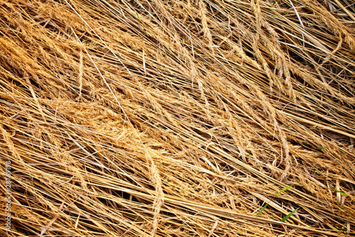 Grunge texture of dry grass