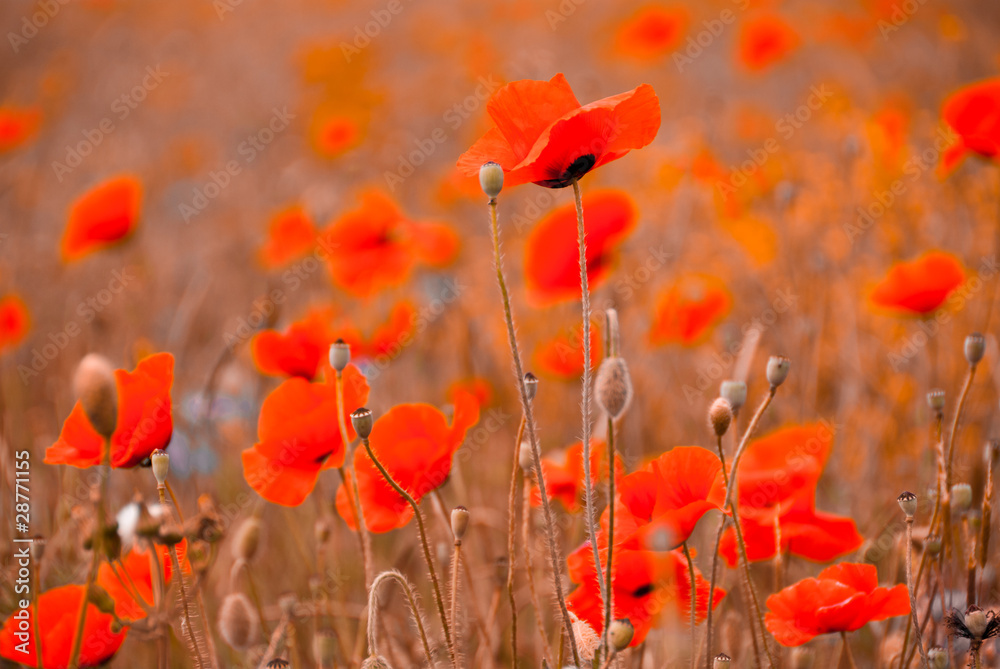 Obraz premium Poppy field