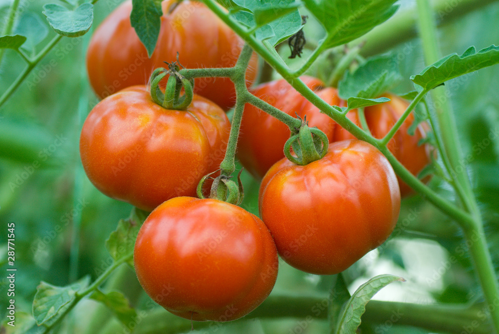 помидоры на ветке