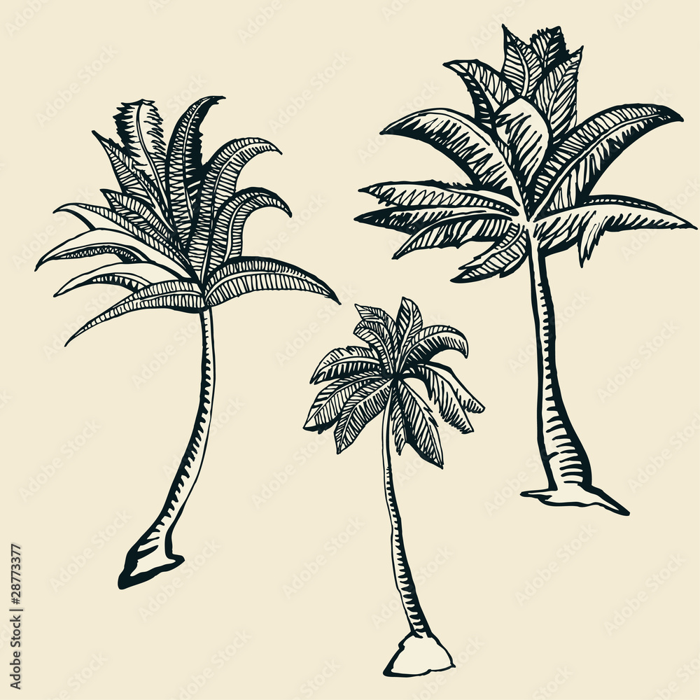Fototapeta premium palm trees- objects