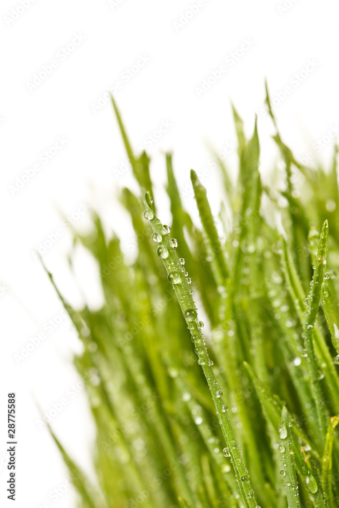 Fresh grass Fresh grass