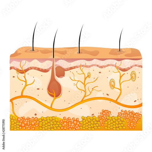 skin cells photo