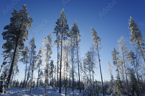 winter scenery, trees and forest