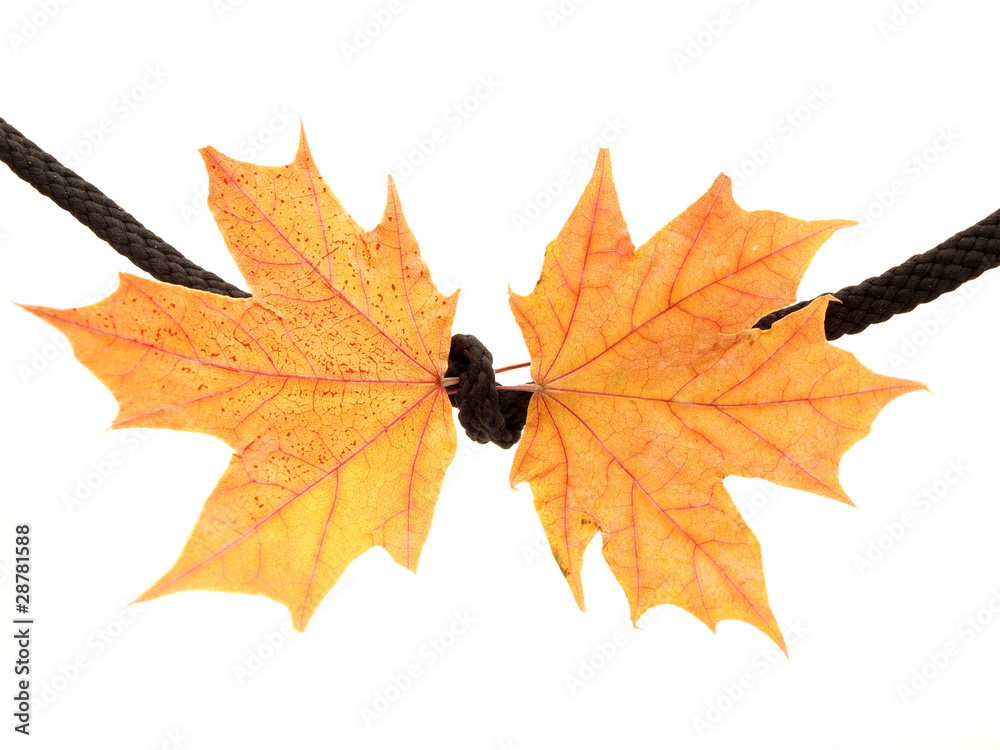 Fototapeta premium Maple leaf on a rope