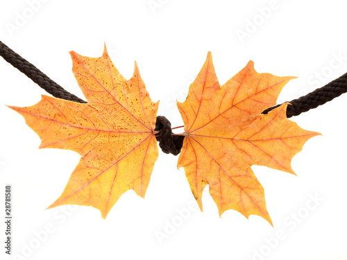 Maple leaf on a rope