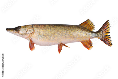Big Pike isolated over white