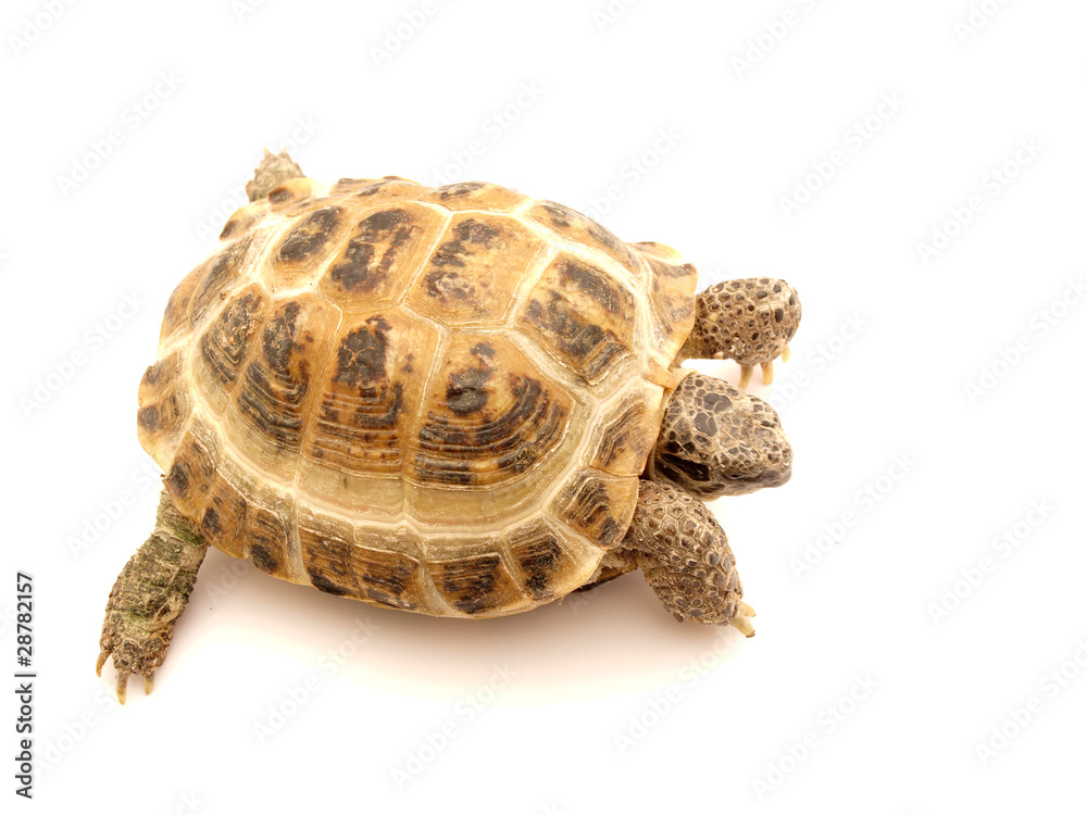 Naklejka premium Herman's Tortoise turtle