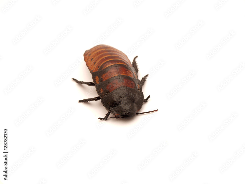 Madagascar cockroaches Madagascar cockroaches