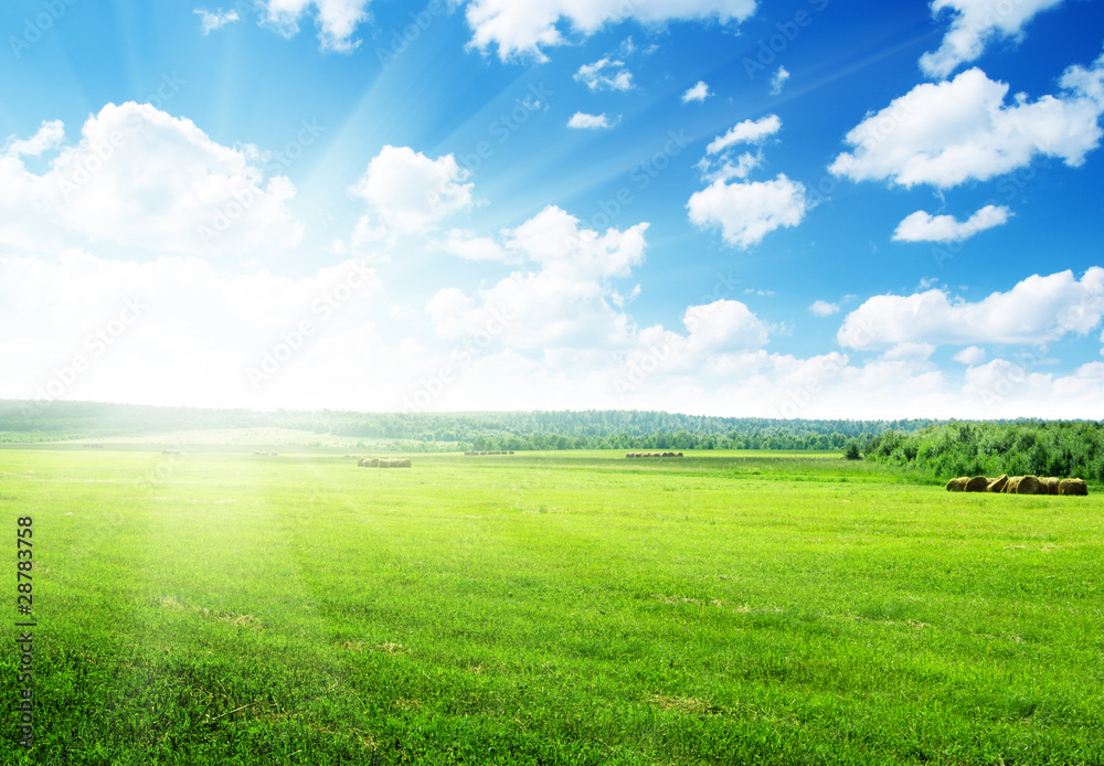 Obraz premium harvested grass in roll and perfect sunny day