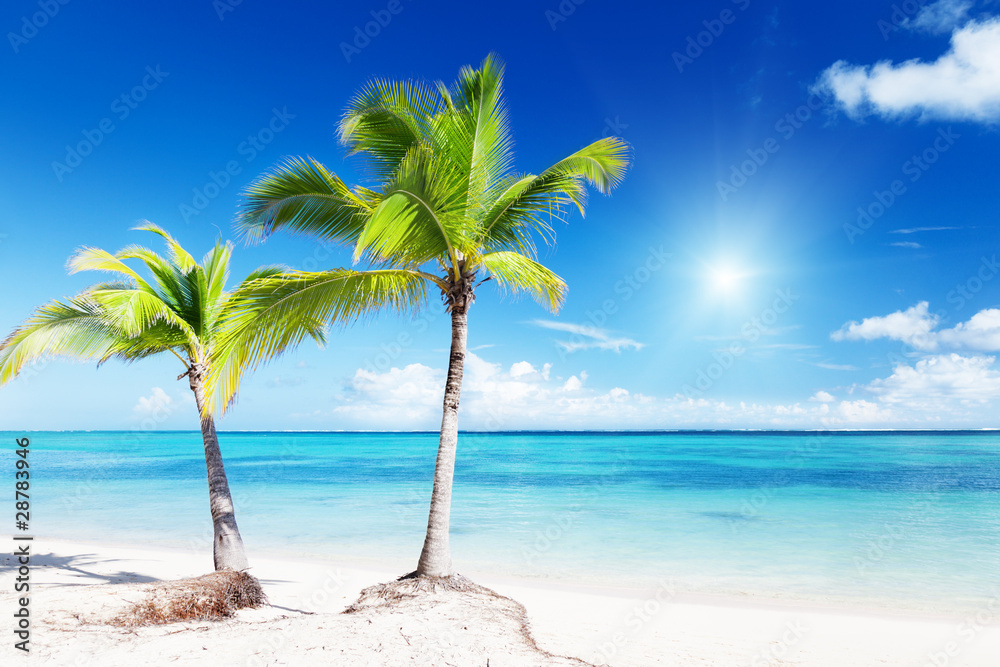 Obraz premium palms and sea