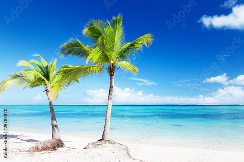 palms and sea