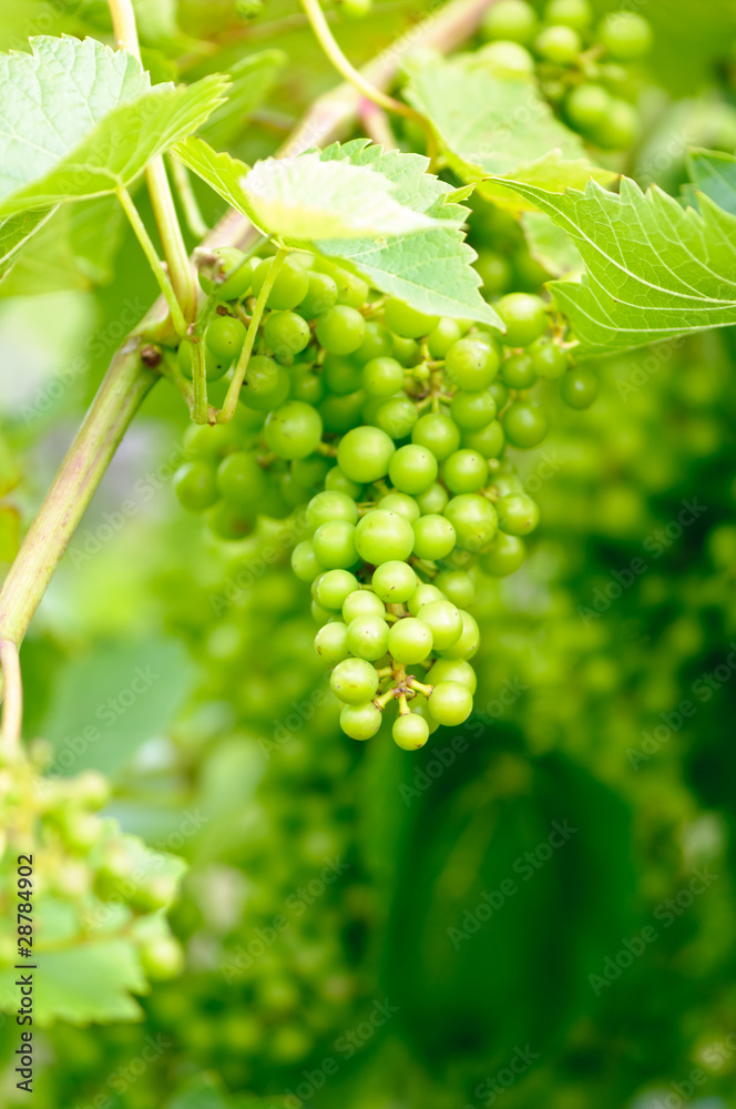 Grapes Grapes