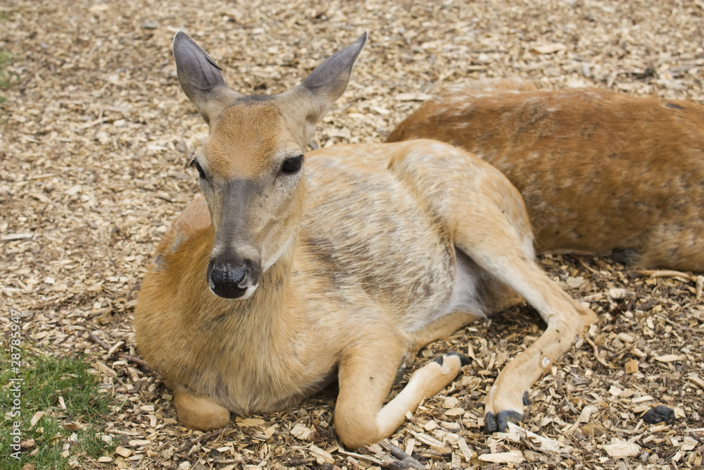 Female Deer Sitting on the Ground