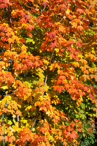 Orange, Red, Yellow Maple Leaves on Tree Fall Autumn